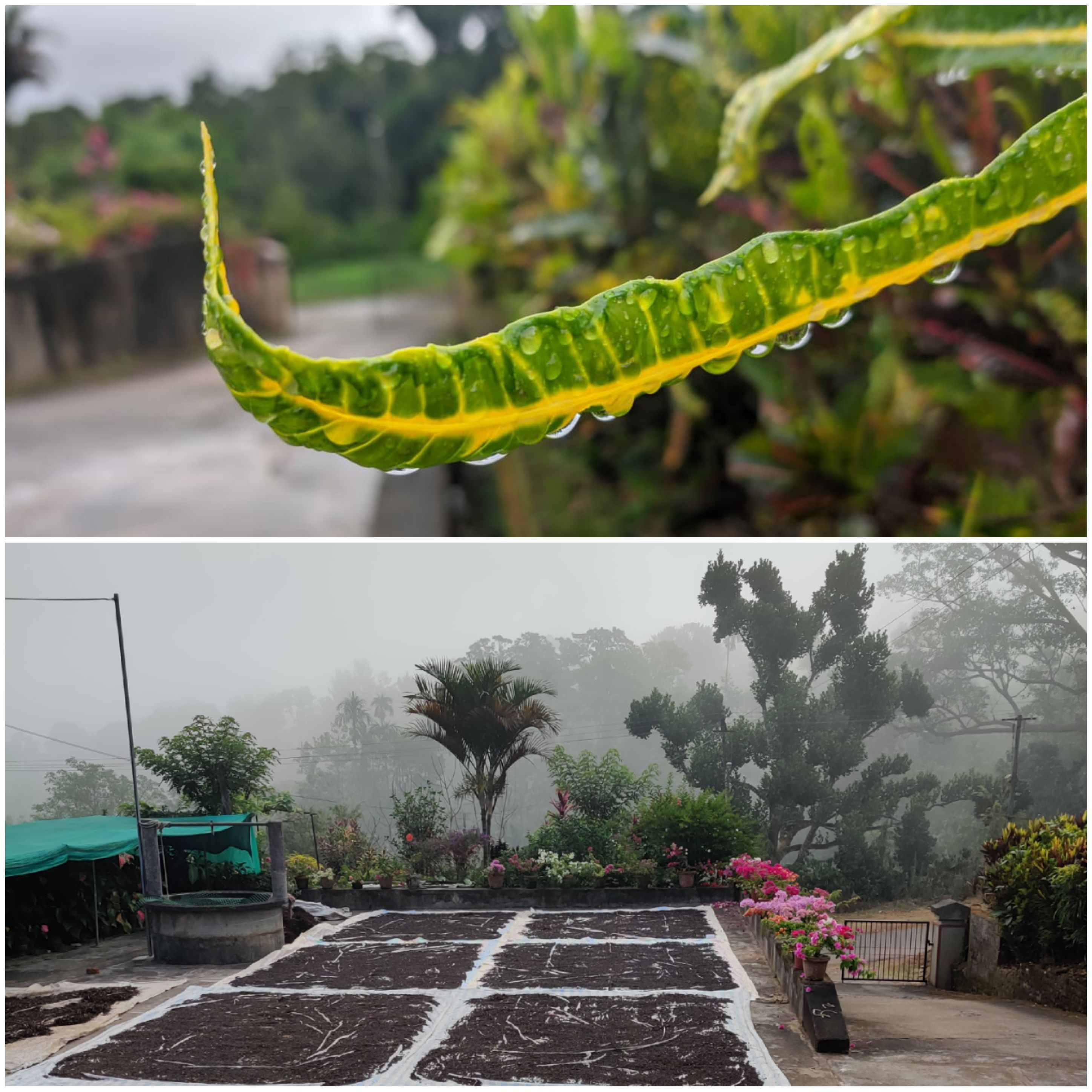 Monsoon Marvel